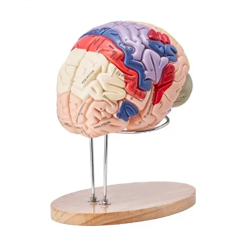 VEVOR Menschliches Gehirn Modell Anatomie, 2X Lebensgroßes 4-teiliges Menschliches Gehirn Anatomisches Modell mit Etiketten & Display Basis, Farbkodiertes Abnehmbares Gehirn Forschung über Lehren – Bild 10