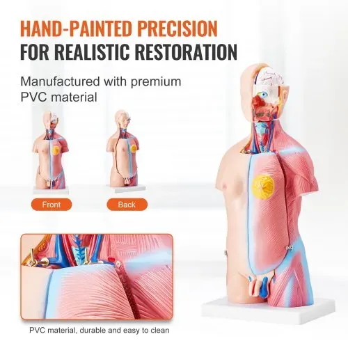 VEVOR Menschliches Körpermodell, 23 Teile 455 mm, Menschlicher Torso Anatomie Modell Unisex Anatomisches Skelett Modell mit Abnehmbaren Organen, Pädagogisches Lehrmittel für Studenten, Lehrvorführung – Bild 4
