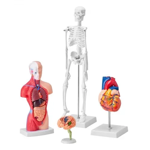 VEVOR 4-teilige Menschliche Anatomiemodelle Menschlicher Körper Anatomie Modell, Vollskelett / Vollorganset / Herz / Gehirn Abnehmbarer Menschlicher Körper Modell, für Medizinstudenten Ärzte & Lehrer – Bild 10
