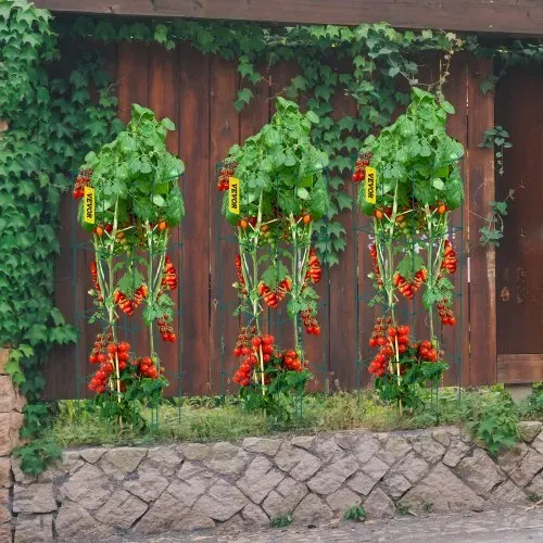 VEVOR Tomatenkäfige, 37 x 37 x 100 cm, 6er-Set quadratische Pflanzenstützkäfige, robuste, grüne Tomatentürme aus PVC-beschichtetem Stahl zum Klettern von Gemüse, Pflanzen, Blumen und Früchten – Bild 7