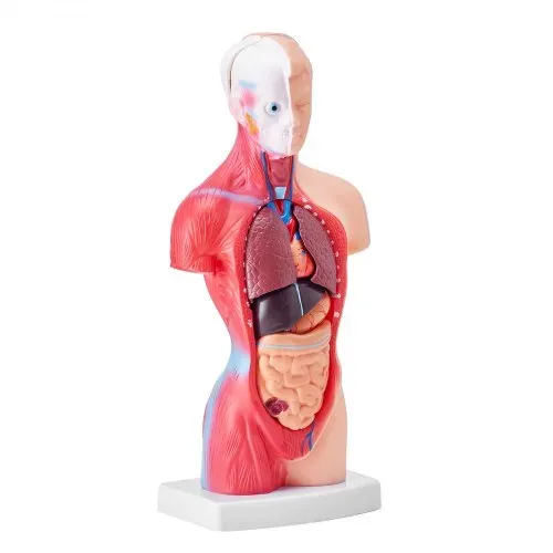 VEVOR Menschliches Körpermodell, 15 Teile 28 cm,Menschlicher Torso Anatomie Modell Anatomisches Skelett Modell mit abnehmbaren Organen, Pädagogisches Lehrmittel für Studenten, Unterrichtshilfen – Bild 9