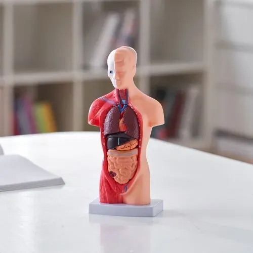 VEVOR Menschliches Körpermodell, 15 Teile 28 cm,Menschlicher Torso Anatomie Modell Anatomisches Skelett Modell mit abnehmbaren Organen, Pädagogisches Lehrmittel für Studenten, Unterrichtshilfen – Bild 7