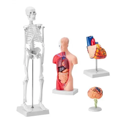 VEVOR 4-teilige Menschliche Anatomiemodelle Menschlicher Körper Anatomie Modell, Vollskelett / Vollorganset / Herz / Gehirn Abnehmbarer Menschlicher Körper Modell, für Medizinstudenten Ärzte & Lehrer – Bild 8