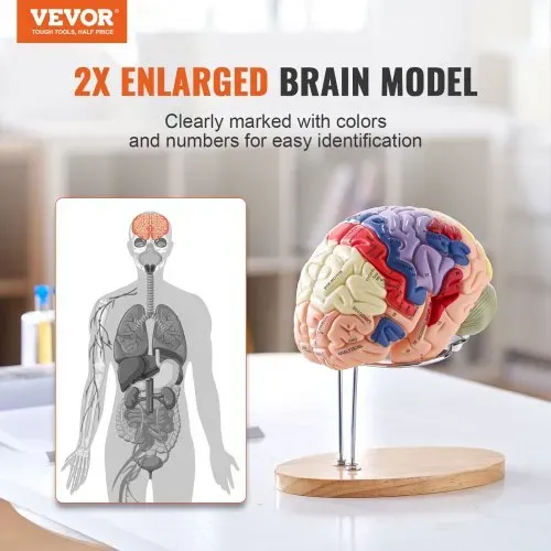 VEVOR Menschliches Gehirn Modell Anatomie, 2X Lebensgroßes 4-teiliges Menschliches Gehirn Anatomisches Modell mit Etiketten & Display Basis, Farbkodiertes Abnehmbares Gehirn Forschung über Lehren VEVOR Menschliches Gehirn Modell Anatomie, 2X Lebensgroßes 4-teiliges Menschliches Gehirn Anatomisches Modell mit Etiketten & Display Basis, Farbkodiertes Abnehmbares Gehirn Forschung über Lehren