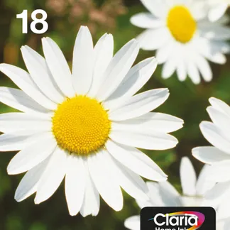 Epson Daisy Multipack 4-colours 18 EasyMail Epson Daisy Multipack 4-colours 18 EasyMail