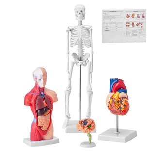 VEVOR 4-teilige Menschliche Anatomiemodelle Menschlicher Körper Anatomie Modell, Vollskelett / Vollorganset / Herz / Gehirn Abnehmbarer Menschlicher Körper Modell, für Medizinstudenten Ärzte & Lehrer VEVOR 4-teilige Menschliche Anatomiemodelle Menschlicher Körper Anatomie Modell, Vollskelett / Vollorganset / Herz / Gehirn Abnehmbarer Menschlicher Körper Modell, für Medizinstudenten Ärzte & Lehrer