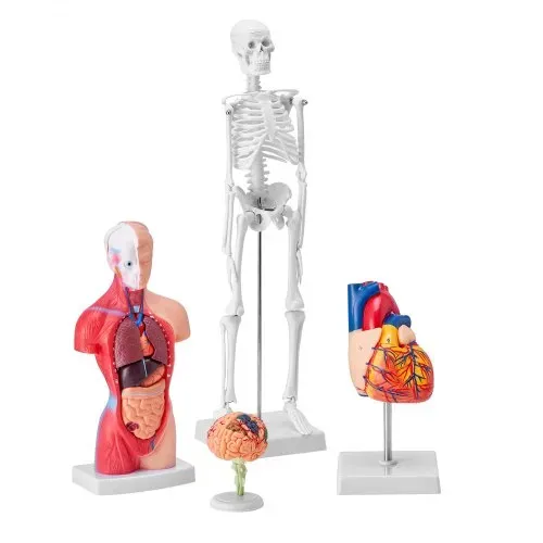 VEVOR 4-teilige Menschliche Anatomiemodelle Menschlicher Körper Anatomie Modell, Vollskelett / Vollorganset / Herz / Gehirn Abnehmbarer Menschlicher Körper Modell, für Medizinstudenten Ärzte & Lehrer – Bild 9