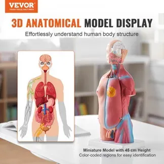VEVOR Menschliches Körpermodell, 23 Teile 455 mm, Menschlicher Torso Anatomie Modell Unisex Anatomisches Skelett Modell mit Abnehmbaren Organen, Pädagogisches Lehrmittel für Studenten, Lehrvorführung VEVOR Menschliches Körpermodell, 23 Teile 455 mm, Menschlicher Torso Anatomie Modell Unisex Anatomisches Skelett Modell mit Abnehmbaren Organen, Pädagogisches Lehrmittel für Studenten, Lehrvorführung