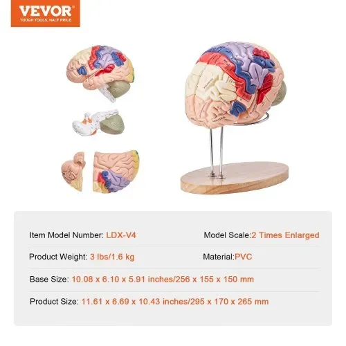 VEVOR Menschliches Gehirn Modell Anatomie, 2X Lebensgroßes 4-teiliges Menschliches Gehirn Anatomisches Modell mit Etiketten & Display Basis, Farbkodiertes Abnehmbares Gehirn Forschung über Lehren – Bild 6