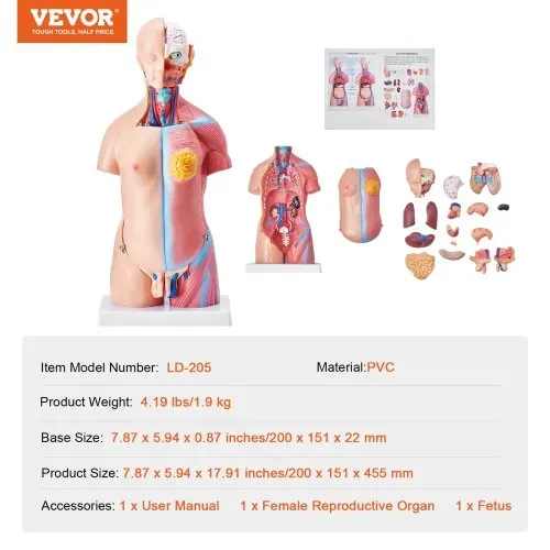 VEVOR Menschliches Körpermodell, 23 Teile 455 mm, Menschlicher Torso Anatomie Modell Unisex Anatomisches Skelett Modell mit Abnehmbaren Organen, Pädagogisches Lehrmittel für Studenten, Lehrvorführung – Bild 6