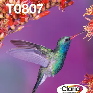 Epson Hummingbird 6-Farb-Multipack T0807 Claria Photographic Ink EasyMail Epson Hummingbird 6-Farb-Multipack T0807 Claria Photographic Ink EasyMail