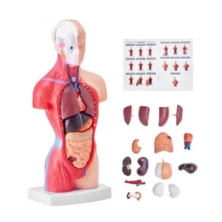 VEVOR Menschliches Körpermodell, 15 Teile 28 cm,Menschlicher Torso Anatomie Modell Anatomisches Skelett Modell mit abnehmbaren Organen, Pädagogisches Lehrmittel für Studenten, Unterrichtshilfen VEVOR Menschliches Körpermodell, 15 Teile 28 cm,Menschlicher Torso Anatomie Modell Anatomisches Skelett Modell mit abnehmbaren Organen, Pädagogisches Lehrmittel für Studenten, Unterrichtshilfen