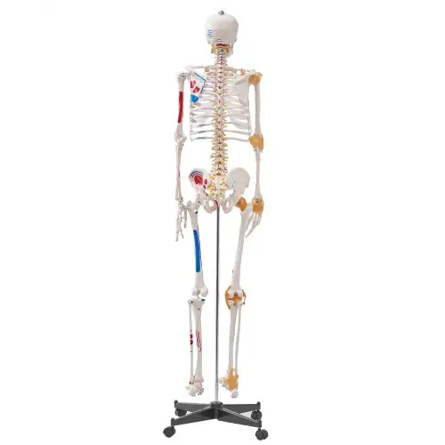 VEVOR Menschliches Skelett Modell für Anatomie, 182 cm Lebensgröße, Genaues PVC Anatomie Skelett Modell mit Bändern, Beweglichen Armen, Beinen & Kiefer, mit Muskelursprung & Insertionspunkten – Bild 10