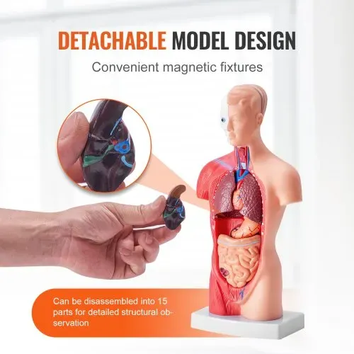VEVOR Menschliches Körpermodell, 15 Teile 28 cm,Menschlicher Torso Anatomie Modell Anatomisches Skelett Modell mit abnehmbaren Organen, Pädagogisches Lehrmittel für Studenten, Unterrichtshilfen – Bild 3