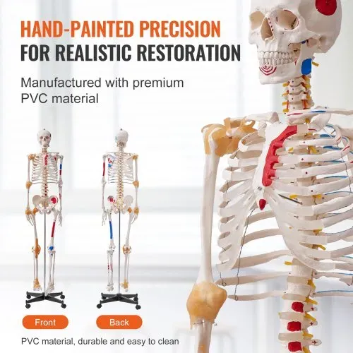 VEVOR Menschliches Skelett Modell für Anatomie, 182 cm Lebensgröße, Genaues PVC Anatomie Skelett Modell mit Bändern, Beweglichen Armen, Beinen & Kiefer, mit Muskelursprung & Insertionspunkten – Bild 4