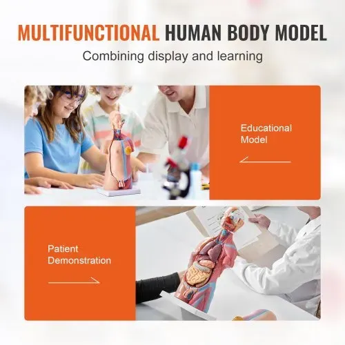 VEVOR Menschliches Körpermodell, 23 Teile 455 mm, Menschlicher Torso Anatomie Modell Unisex Anatomisches Skelett Modell mit Abnehmbaren Organen, Pädagogisches Lehrmittel für Studenten, Lehrvorführung – Bild 5