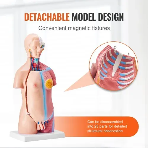 VEVOR Menschliches Körpermodell, 23 Teile 455 mm, Menschlicher Torso Anatomie Modell Unisex Anatomisches Skelett Modell mit Abnehmbaren Organen, Pädagogisches Lehrmittel für Studenten, Lehrvorführung – Bild 3
