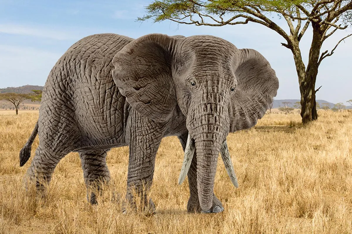 schleich WILD LIFE Afrikanische Elefantenkuh – Bild 2