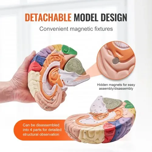 VEVOR Menschliches Gehirn Modell Anatomie, 2X Lebensgroßes 4-teiliges Menschliches Gehirn Anatomisches Modell mit Etiketten & Display Basis, Farbkodiertes Abnehmbares Gehirn Forschung über Lehren – Bild 3