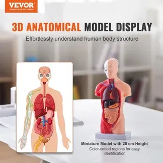 VEVOR Menschliches Körpermodell, 15 Teile 28 cm,Menschlicher Torso Anatomie Modell Anatomisches Skelett Modell mit abnehmbaren Organen, Pädagogisches Lehrmittel für Studenten, Unterrichtshilfen VEVOR Menschliches Körpermodell, 15 Teile 28 cm,Menschlicher Torso Anatomie Modell Anatomisches Skelett Modell mit abnehmbaren Organen, Pädagogisches Lehrmittel für Studenten, Unterrichtshilfen