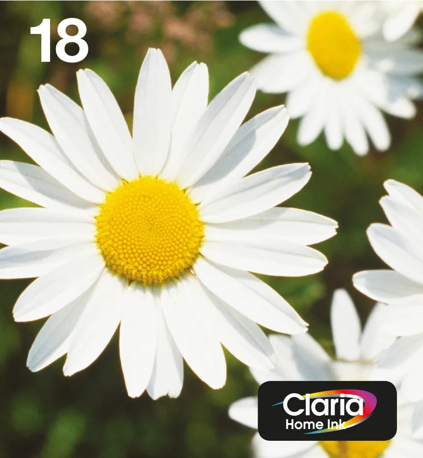 Epson Daisy Multipack 4-colours 18 EasyMail Epson Daisy Multipack 4-colours 18 EasyMail