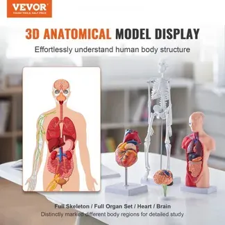 VEVOR 4-teilige Menschliche Anatomiemodelle Menschlicher Körper Anatomie Modell, Vollskelett / Vollorganset / Herz / Gehirn Abnehmbarer Menschlicher Körper Modell, für Medizinstudenten Ärzte & Lehrer VEVOR 4-teilige Menschliche Anatomiemodelle Menschlicher Körper Anatomie Modell, Vollskelett / Vollorganset / Herz / Gehirn Abnehmbarer Menschlicher Körper Modell, für Medizinstudenten Ärzte & Lehrer