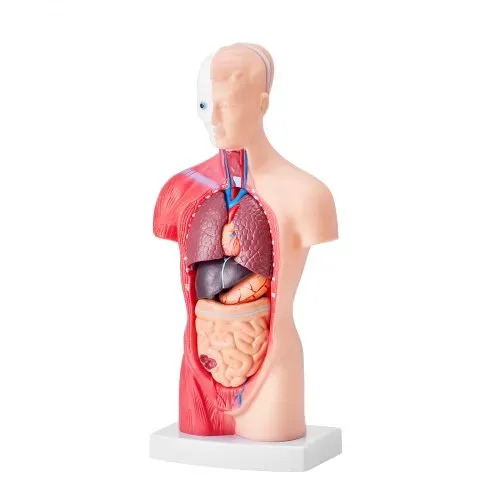VEVOR Menschliches Körpermodell, 15 Teile 28 cm,Menschlicher Torso Anatomie Modell Anatomisches Skelett Modell mit abnehmbaren Organen, Pädagogisches Lehrmittel für Studenten, Unterrichtshilfen – Bild 10