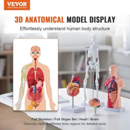 VEVOR 4-teilige Menschliche Anatomiemodelle Menschlicher Körper Anatomie Modell, Vollskelett / Vollorganset / Herz / Gehirn Abnehmbarer Menschlicher Körper Modell, für Medizinstudenten Ärzte & Lehrer VEVOR 4-teilige Menschliche Anatomiemodelle Menschlicher Körper Anatomie Modell, Vollskelett / Vollorganset / Herz / Gehirn Abnehmbarer Menschlicher Körper Modell, für Medizinstudenten Ärzte & Lehrer