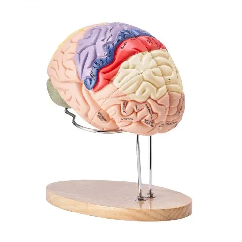 VEVOR Menschliches Gehirn Modell Anatomie, 2X Lebensgroßes 4-teiliges Menschliches Gehirn Anatomisches Modell mit Etiketten & Display Basis, Farbkodiertes Abnehmbares Gehirn Forschung über Lehren – Bild 8
