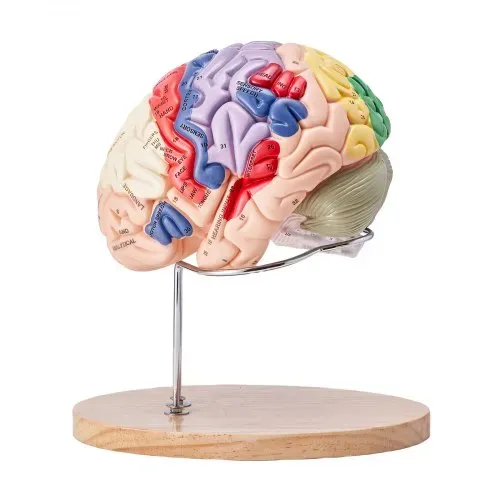 VEVOR Menschliches Gehirn Modell Anatomie, 2X Lebensgroßes 4-teiliges Menschliches Gehirn Anatomisches Modell mit Etiketten & Display Basis, Farbkodiertes Abnehmbares Gehirn Forschung über Lehren – Bild 9