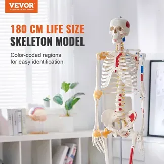 VEVOR Menschliches Skelett Modell für Anatomie, 182 cm Lebensgröße, Genaues PVC Anatomie Skelett Modell mit Bändern, Beweglichen Armen, Beinen & Kiefer, mit Muskelursprung & Insertionspunkten VEVOR Menschliches Skelett Modell für Anatomie, 182 cm Lebensgröße, Genaues PVC Anatomie Skelett Modell mit Bändern, Beweglichen Armen, Beinen & Kiefer, mit Muskelursprung & Insertionspunkten