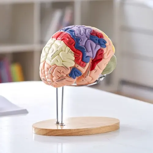 VEVOR Menschliches Gehirn Modell Anatomie, 2X Lebensgroßes 4-teiliges Menschliches Gehirn Anatomisches Modell mit Etiketten & Display Basis, Farbkodiertes Abnehmbares Gehirn Forschung über Lehren – Bild 7