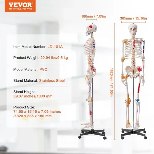 VEVOR Menschliches Skelett Modell für Anatomie, 182 cm Lebensgröße, Genaues PVC Anatomie Skelett Modell mit Bändern, Beweglichen Armen, Beinen & Kiefer, mit Muskelursprung & Insertionspunkten – Bild 6