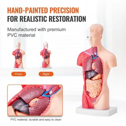VEVOR Menschliches Körpermodell, 15 Teile 28 cm,Menschlicher Torso Anatomie Modell Anatomisches Skelett Modell mit abnehmbaren Organen, Pädagogisches Lehrmittel für Studenten, Unterrichtshilfen – Bild 4