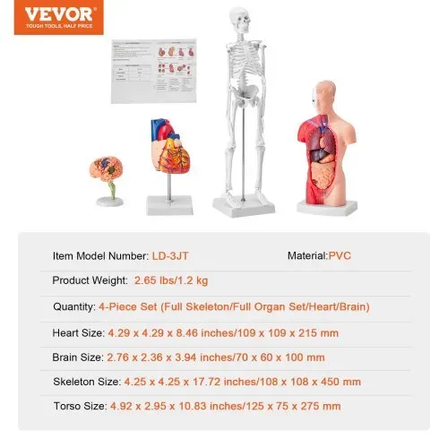 VEVOR 4-teilige Menschliche Anatomiemodelle Menschlicher Körper Anatomie Modell, Vollskelett / Vollorganset / Herz / Gehirn Abnehmbarer Menschlicher Körper Modell, für Medizinstudenten Ärzte & Lehrer – Bild 6