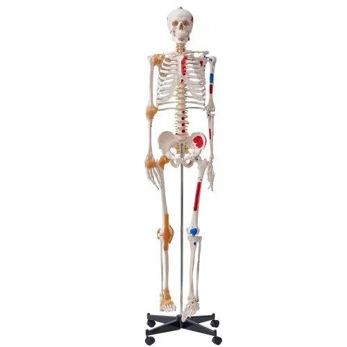 VEVOR Menschliches Skelett Modell für Anatomie, 182 cm Lebensgröße, Genaues PVC Anatomie Skelett Modell mit Bändern, Beweglichen Armen, Beinen & Kiefer, mit Muskelursprung & Insertionspunkten – Bild 8