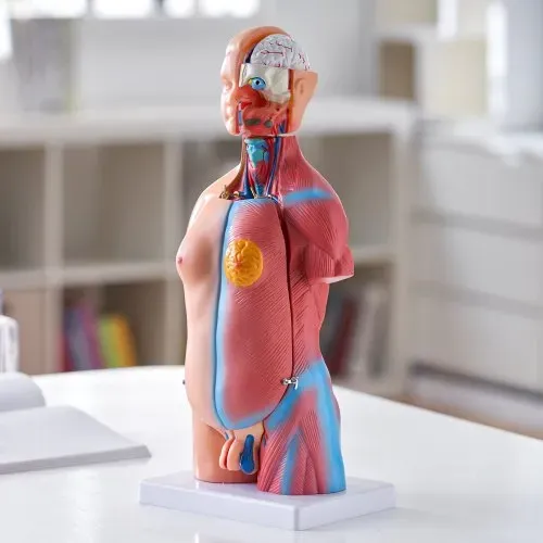 VEVOR Menschliches Körpermodell, 23 Teile 455 mm, Menschlicher Torso Anatomie Modell Unisex Anatomisches Skelett Modell mit Abnehmbaren Organen, Pädagogisches Lehrmittel für Studenten, Lehrvorführung – Bild 7
