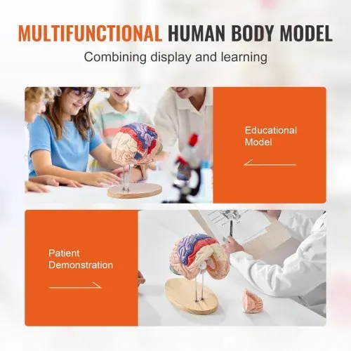 VEVOR Menschliches Gehirn Modell Anatomie, 2X Lebensgroßes 4-teiliges Menschliches Gehirn Anatomisches Modell mit Etiketten & Display Basis, Farbkodiertes Abnehmbares Gehirn Forschung über Lehren – Bild 5