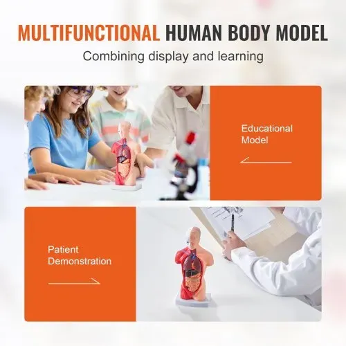 VEVOR Menschliches Körpermodell, 15 Teile 28 cm,Menschlicher Torso Anatomie Modell Anatomisches Skelett Modell mit abnehmbaren Organen, Pädagogisches Lehrmittel für Studenten, Unterrichtshilfen – Bild 5