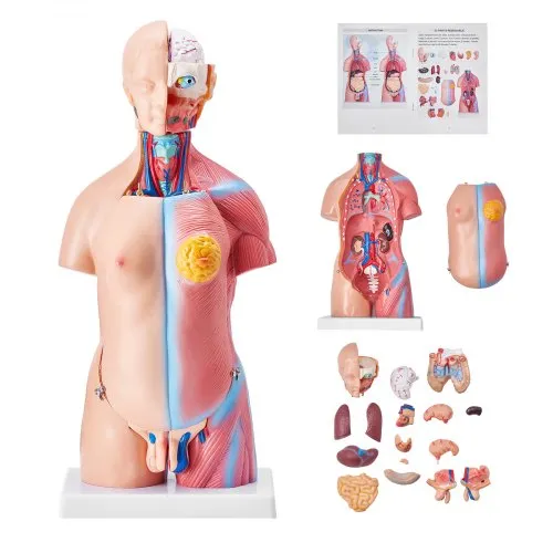VEVOR Menschliches Körpermodell, 23 Teile 455 mm, Menschlicher Torso Anatomie Modell Unisex Anatomisches Skelett Modell mit Abnehmbaren Organen, Pädagogisches Lehrmittel für Studenten, Lehrvorführung VEVOR Menschliches Körpermodell, 23 Teile 455 mm, Menschlicher Torso Anatomie Modell Unisex Anatomisches Skelett Modell mit Abnehmbaren Organen, Pädagogisches Lehrmittel für Studenten, Lehrvorführung
