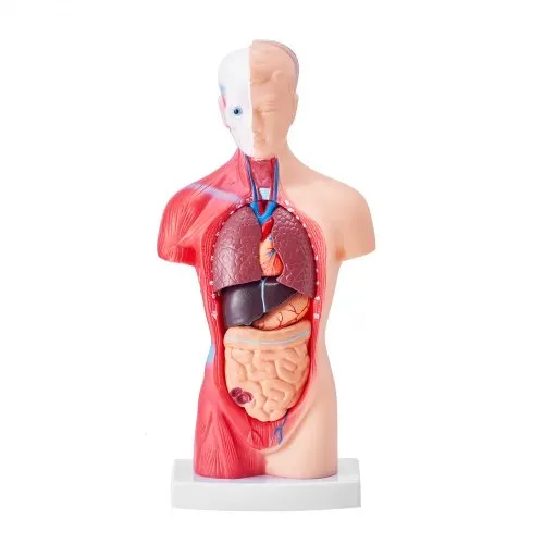 VEVOR Menschliches Körpermodell, 15 Teile 28 cm,Menschlicher Torso Anatomie Modell Anatomisches Skelett Modell mit abnehmbaren Organen, Pädagogisches Lehrmittel für Studenten, Unterrichtshilfen – Bild 8