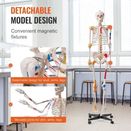 VEVOR Menschliches Skelett Modell für Anatomie, 182 cm Lebensgröße, Genaues PVC Anatomie Skelett Modell mit Bändern, Beweglichen Armen, Beinen & Kiefer, mit Muskelursprung & Insertionspunkten – Bild 3