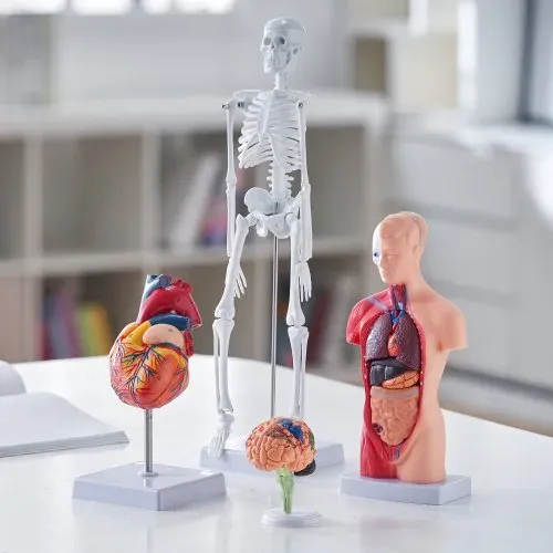 VEVOR 4-teilige Menschliche Anatomiemodelle Menschlicher Körper Anatomie Modell, Vollskelett / Vollorganset / Herz / Gehirn Abnehmbarer Menschlicher Körper Modell, für Medizinstudenten Ärzte & Lehrer – Bild 7