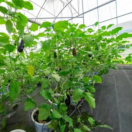 VEVOR 36,6㎡ Unkrautvlies Gartenvlies gegen Unkraut 1,2x30,5m(1 Rolle) Unkrautfolie aus PP Wasserdurchlässig Reißfest Korrosionsbeständig Unkrautflies Unkrautgewebe Unkrautschutz Bodengewebe – Bild 7