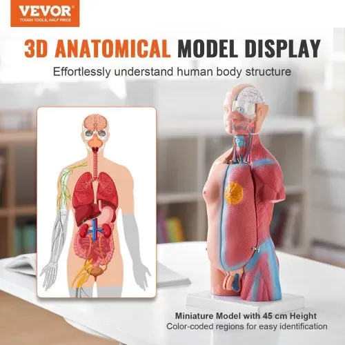 VEVOR Menschliches Körpermodell, 23 Teile 455 mm, Menschlicher Torso Anatomie Modell Unisex Anatomisches Skelett Modell mit Abnehmbaren Organen, Pädagogisches Lehrmittel für Studenten, Lehrvorführung VEVOR Menschliches Körpermodell, 23 Teile 455 mm, Menschlicher Torso Anatomie Modell Unisex Anatomisches Skelett Modell mit Abnehmbaren Organen, Pädagogisches Lehrmittel für Studenten, Lehrvorführung