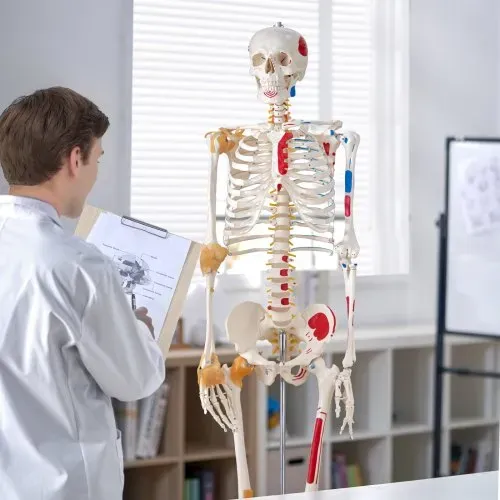 VEVOR Menschliches Skelett Modell für Anatomie, 182 cm Lebensgröße, Genaues PVC Anatomie Skelett Modell mit Bändern, Beweglichen Armen, Beinen & Kiefer, mit Muskelursprung & Insertionspunkten – Bild 7