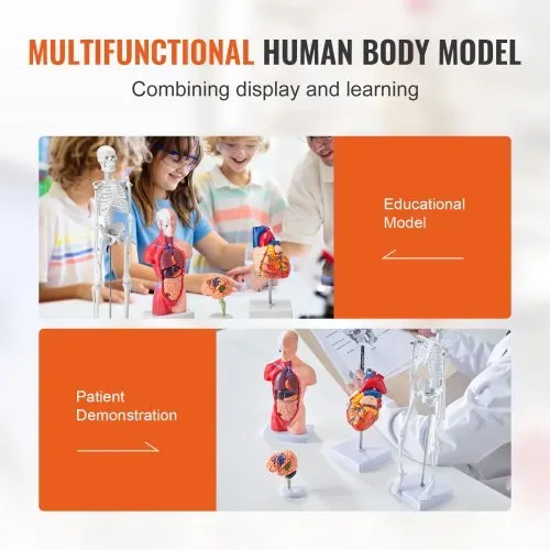 VEVOR 4-teilige Menschliche Anatomiemodelle Menschlicher Körper Anatomie Modell, Vollskelett / Vollorganset / Herz / Gehirn Abnehmbarer Menschlicher Körper Modell, für Medizinstudenten Ärzte & Lehrer – Bild 5