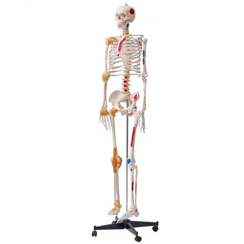 VEVOR Menschliches Skelett Modell für Anatomie, 182 cm Lebensgröße, Genaues PVC Anatomie Skelett Modell mit Bändern, Beweglichen Armen, Beinen & Kiefer, mit Muskelursprung & Insertionspunkten – Bild 9