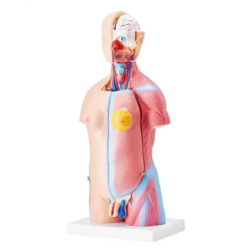 VEVOR Menschliches Körpermodell, 23 Teile 455 mm, Menschlicher Torso Anatomie Modell Unisex Anatomisches Skelett Modell mit Abnehmbaren Organen, Pädagogisches Lehrmittel für Studenten, Lehrvorführung – Bild 8