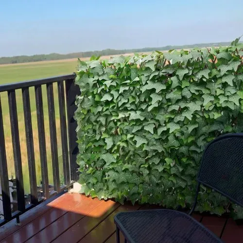 VEVOR Künstliche Hecke 63,5x320 cm, Pflanzenwand, Ausziehbarer Sichtschutz, Efeu-Sichtschutzzaun, Windschutz, Heckenzaun, Kunstpflanzen Balkonverkleidung für Hochzeiten, Außengärten, Hinterhöfe – Bild 7